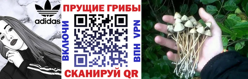 Галлюциногенные грибы прущие грибы  Соль-Илецк 
